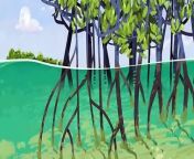 Blue carbon ecosystems play a key role in nature, especially as very efficient carbon sinks, as this videographic explains. VIDEOGRAPHIC