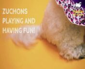 Douglas Hall Kennels offers Zuchon puppies for sale in Liverpool. See how Zuchon puppies playing at Douglas Hall Kennels. Visit our website https://www.douglashallkennels.co.uk/cross-breed-puppies/zuchon-pups-for-sale/ for more details.