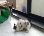 Naughty Kittens Are Fighting And Jumping On Each Other Mother Cat Proudly Watching Them