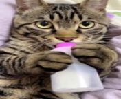 Cute Kitties & Cat Video That Can Make Your Day from wlid kitty