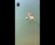 Cat trying to catch a frozen fish under the ice from de re tui resmi