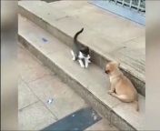 Cat VS Dog Funny Animal Videos #shorts from vs video