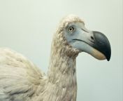 Due to the theory ancient beasts’ DNA holds the key to our wildlife and populations being able to survive climate change, ‘Jurassic Park’-style scientists are working on resurrecting extinct species including the dodo.