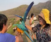 Sunday is the day to watch Free Flying Birds at Huai Lan Reservoir in Chiang Mai. This is the 2nd video showingWiangping Flying Birds Family นกบินอิสระเวียงพิงค์ exercising their birds. This is a group of bird loving enthusiasts in Chiang Mai that come together to promote free flying birds rather than keeping them tethered and in cages. Twice a week, they come together to encourage their birds to socialize and utilize their natural born gift of flight in wide open spaces over rice fields and a reservoir. To see the characters of each bird (and their humans) enjoy their time is a delightful experience.&#60;br/&#62;&#60;br/&#62;Huai Lan Reservoir (Sundays @ 17:00)&#60;br/&#62;https://goo.gl/maps/iF57zvccogyoPdYV6&#60;br/&#62;&#60;br/&#62;San Pu Loei / Ban Kok Mon (Wednesdays @ 17:00&#60;br/&#62;https://goo.gl/maps/GAkA5ibzw97AH9BY8&#60;br/&#62;&#60;br/&#62;Facebook Group&#60;br/&#62;https://www.facebook.com/groups/281767519850361
