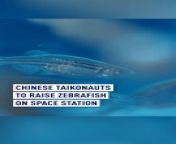 The Shenzhou-18 crew has embarked on a unique mission to China&#39;s space station, and they&#39;ve brought along some unexpected passengers: zebrafish! &#60;br/&#62;&#60;br/&#62;These little swimmers are part of an innovative experiment on in-orbit aquaculture, aiming to study the effects of microgravity on fish growth.