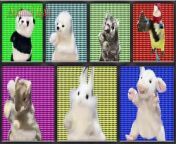Music video featuring cute plushies in motion! The addictiveness of the music is irresistible!&#60;br/&#62;&#60;br/&#62;A new type of music video has been completed in which cute stuffed animals dance around to the rhythm. In this video, you can enjoy the slightly tongue-in-cheek and clever lyrics set to a catchy soundtrack. Enjoy the colorful performance of the plush toys and the innovative world of the music video!&#60;br/&#62;&#60;br/&#62; Check out the music video, sure to be a hit! Play now and you&#39;ll be hooked too!