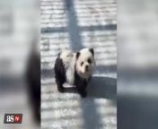 Watch: China zoo paints dogs to look like pandas from panda adult onesie