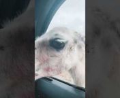 While driving through a safari park, this family offered some food to the llamas. Initially, they leaned their heads inside the car and took the food. But later, when one llama leaned to grab a whole bowl of food, the one standing beside him got angry and leaned his head inside the car. As soon as he leaned inside, he spit all into the window and especially over the man who was driving. The smell was awful but the family had a great laugh at the incident.
