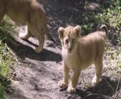 Moment lion cubs take their first steps outside at London ZooZSL London Zoo