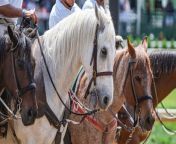 Latest Kentucky Derby Favorites and Weather Update from aol com news sports weather entertainmentcom