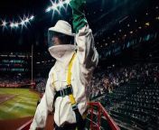Pest control gets hero’s welcome at MLB stadium after bee colony delays gameMLB