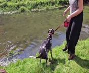 Steph Cousins, 35, had an unexpected dip while playing with five-year-old Winnie. She was throwing sticks for the German Shorthaired Pointer when the dog pulled its lead taut - and dragged Steph in.
