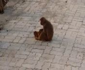 Monkey Madness: Exploring the Crazy Monkeys of India from nokha kolamala hot video gaan