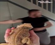 Get ready for a side-splitting laugh attack in this viral video showcasing a masterfully executed hilarious prank! Witness a cunning sister weaponize her unsuspecting accomplice - a Bearded Dragon - to scare the living daylights out of her brother! Prepare to be entertained by the brother&#39;s hilarious reaction, the sneaky setup, and the undeniable bond (maybe a little frayed after the prank!) between these siblings.&#60;br/&#62;&#60;br/&#62;Video ID: WGA669765&#60;br/&#62;&#60;br/&#62;#hilariousiblingprank #viralvideo #beardeddragonprank #mustsee #uncontrollablelaughter #epicslowmotionreaction #funnyfamilymoments #prankgonewrong #caughtoncamera #siblings #pranked #cantcontainmylaughter #cantwaittomeetyou #purejoy #makingmemories #loveyoutothemoonandback #familygoals #lizardlove #siblinglove #bestprankederever #scaredycat #paybacktime #hilariousprank #funniest