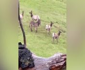 Herd of wild elk adopt donkey in California Max Fennell