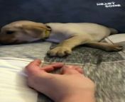 Get ready for a wave of uncontrollable cuteness in this heartwarming video showcasing the power of love and bedtime cuddles! Witness the incredible moment a caring owner gives their precious puppy the soothing bedtime routine she deserves. Prepare to be charmed by the gentle petting and the pure contentment radiating from this adorable pup as she drifts off to dreamland.&#60;br/&#62;&#60;br/&#62;Video ID: WGA392086&#60;br/&#62;&#60;br/&#62;All the content on Heartsome is managed by WooGlobe&#60;br/&#62;&#60;br/&#62;For licensing and to use this video, please email licensing(at)Wooglobe(dot)com.&#60;br/&#62;&#60;br/&#62;►SUBSCRIBE for more Heart touching Videos: &#60;br/&#62;&#60;br/&#62;-----------------------&#60;br/&#62;Copyright - #wooglobe #heartsome &#60;br/&#62;#cutepuppyvideo #bedtimeroutine #heartwarmingmoment #mustsee #soothingcuddles #incrediblebond #puppylove #dogcare #adorablecuddles #cantcontainmyawws #fureverfriend #dogsofinstagram #positivevibes #cantwaittomeetyou #purejoy #makingmemories #loveyoutothemoonandback #sweetdreams #puppylife #preciousmoments&#60;br/&#62;