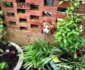 A ’round of a-paws’ to firefighters from Stourbridge, who freed a trapped Beagle puppy from a brick wall.&#60;br/&#62;&#60;br/&#62;Four-month-old Jeremy had been stuck in the garden wall at home for around thirty minutes when his owner called West Midlands Fire Service (WMFS) for help.&#60;br/&#62;