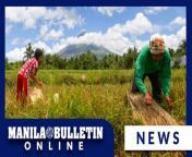 Amid the scorching heat on a cloudy day, farmer Raul Olvido, together with his granddaughter Princess May, harvest &#39;palay&#39; on a farm at Brgy. Lidong, Sto. Domingo, Albay in the Bicol Region, as a sea of thick clouds is seen passing through the majestic view of Mayon Volcano in the background on Sunday, May 5.&#60;br/&#62;&#60;br/&#62;According to Olvido, they were less affected by El Niño since they had enough supply of water in their irrigation. (MB Video by Noel B. Pabalate)