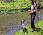 Hilarious video footage shows the moment a woman was pulled into a river by her overly-enthusiastic dog.