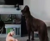 In this heartwarming clip, Sian shares a sweet moment with her furry friend through the security camera&#39;s mic. &#60;br/&#62;&#60;br/&#62;As she lovingly reassures her doggo that &#92;