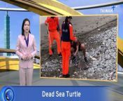 A sea turtle has been found dead in Taiwan&#39;s southeastern Taitung County. It&#39;s the 11th dead turtle found there so far this year.
